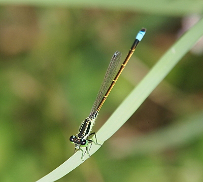 [A damselfly holds a piece of grass with the back end of its body up in the air. The coloring visible on this damselfly is similar to the last one except the light tan underside on all but the last segment of its body is visible.  The last segment is a band of black and then one of light blue with the very tip being black.]